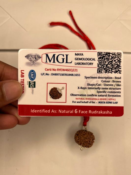 6 Mukhi Rudraksh With Lab Tested Certificate