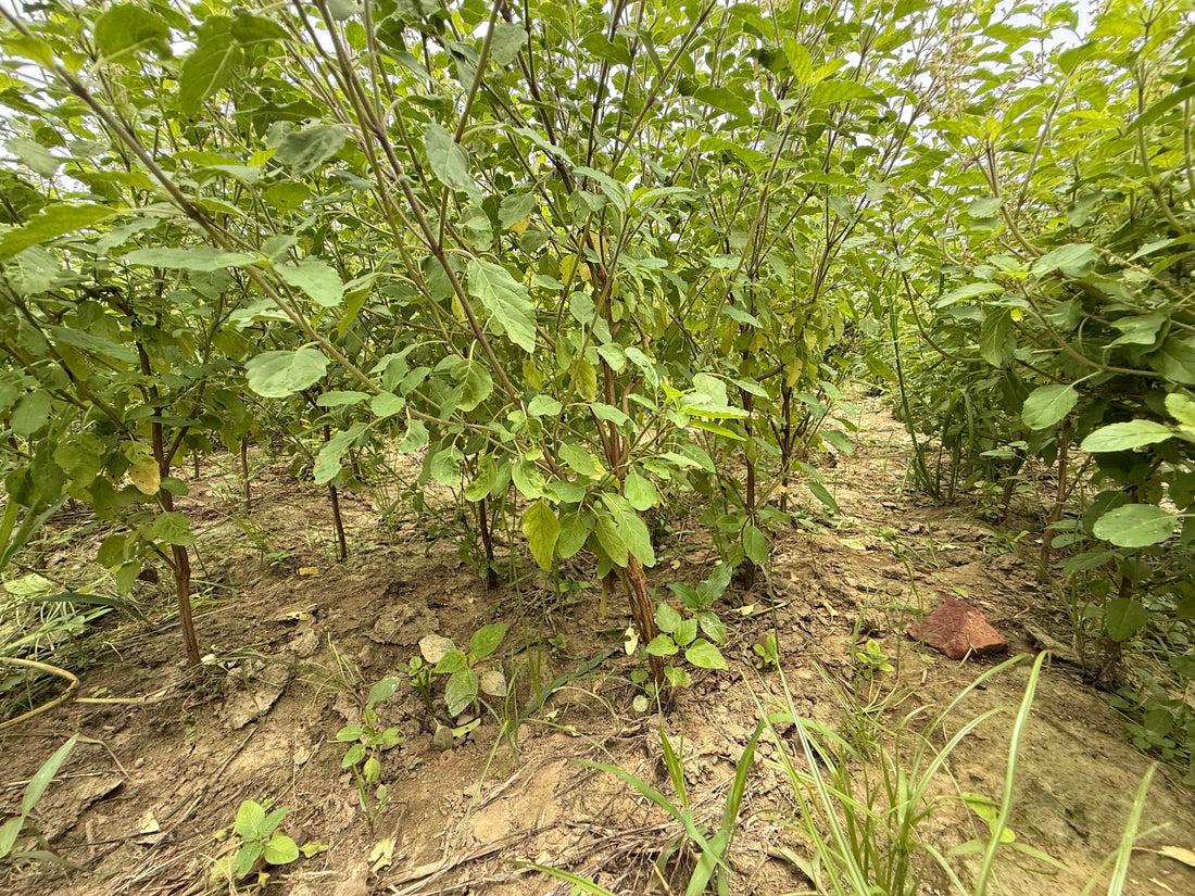 Rows of tulsi plants growing in a Vrindavan farm field