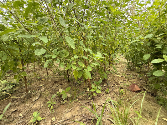 Rows of tulsi plants growing in a Vrindavan farm field