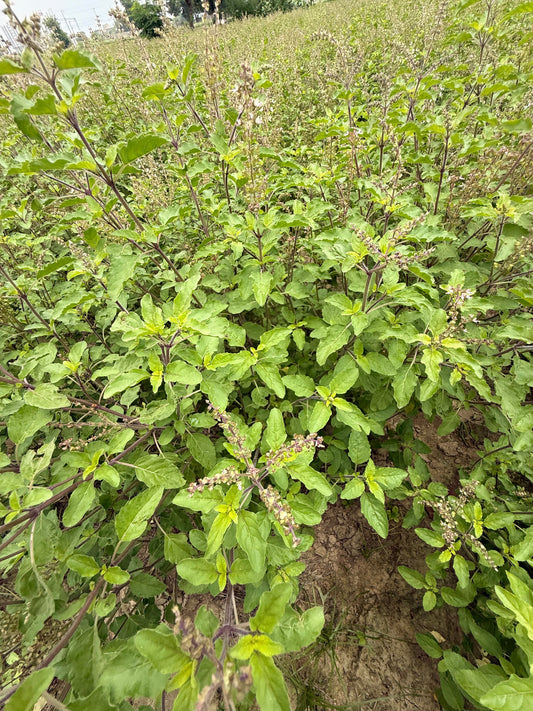 Flowering tulsi plants in a Vrindavan field before harvest
