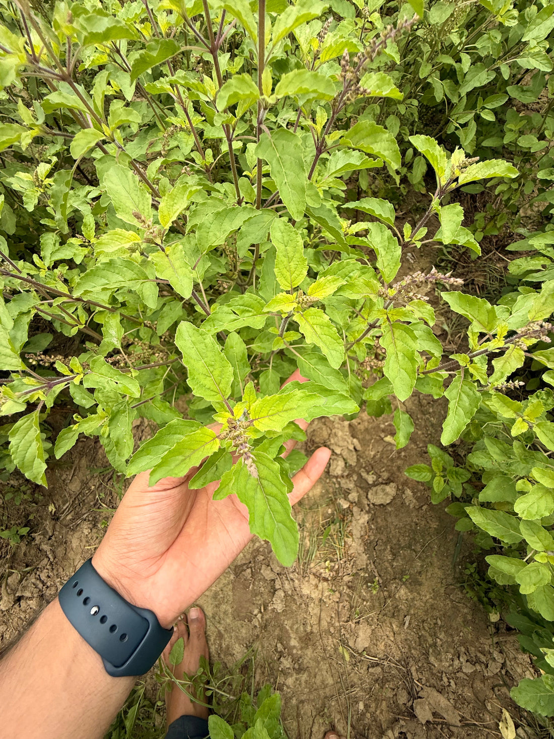 Hand resting among tulsi plants growing in a Vrindavan field