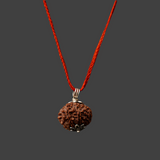 10 Mukhi Rudraksh - Rudraksh With Lab Tested Certificate