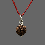 6 Mukhi Rudraksh With Lab Tested Certificate