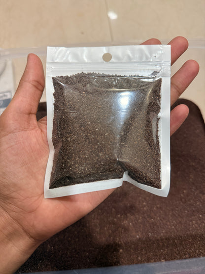 Authentic Vrindavan Holy Basil (Tulsi) Seeds - 100% Natural Pavitra Seeds for Spiritual Home Gardening