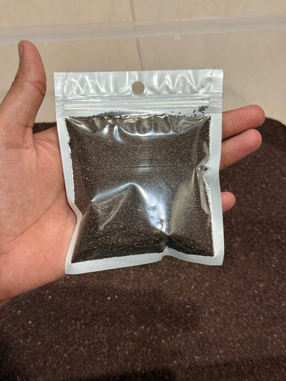Authentic Vrindavan Holy Basil (Tulsi) Seeds - 100% Natural Pavitra Seeds for Spiritual Home Gardening